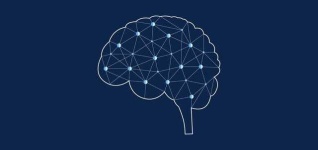 image of brain