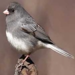 image of bird