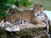 image of jaguar_car