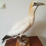 image of bird