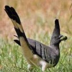 image of bird
