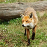 image of animal