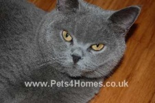 image of british_shorthair #3