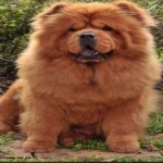 image of animal