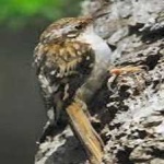 image of bird