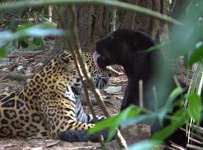 image of jaguar_car
