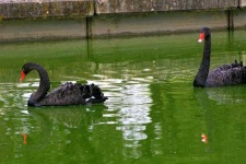 image of black_swan