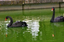 image of black_swan #17