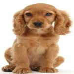 image of animal