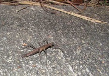 image of walking_stick
