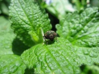 image of leaf_beetle