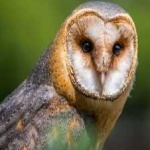 image of bird