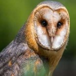 image of barn_owl #3