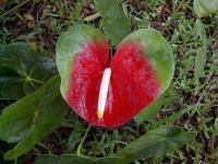 image of flower