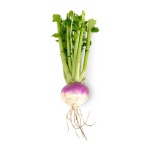 image of turnip #32