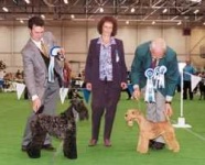 image of kerry_blue_terrier