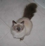 image of animal