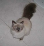 image of birman #32