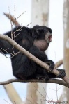 image of siamang