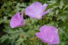 image of flower