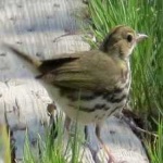 image of ovenbird