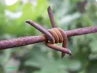image of knot