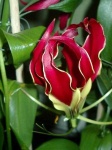 image of flower