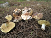 image of mushrooms