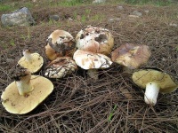 image of suillus #12