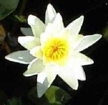 image of water_lilly