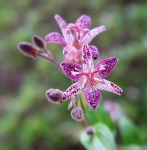 image of flower