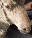 image of animal