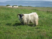image of ram