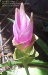 image of flower