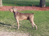 image of weimaraner #21