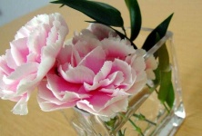 image of flower