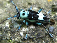 image of long_horned_beetle