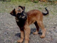 image of brabancon_griffon