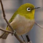 image of bird