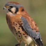 image of bird