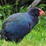 image of bird
