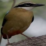 image of indian_pitta #16