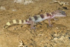 image of banded_gecko