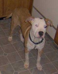 image of american_pit_bull_terrier #28
