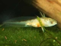 image of axolotl