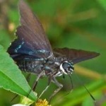 image of animal