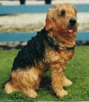 image of otterhound