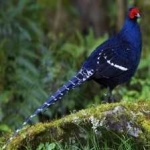 image of bird