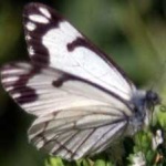 image of animal