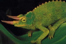 image of african_chameleon